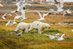 Even in the remote arctic, species such are polar bears are exposed to POPs