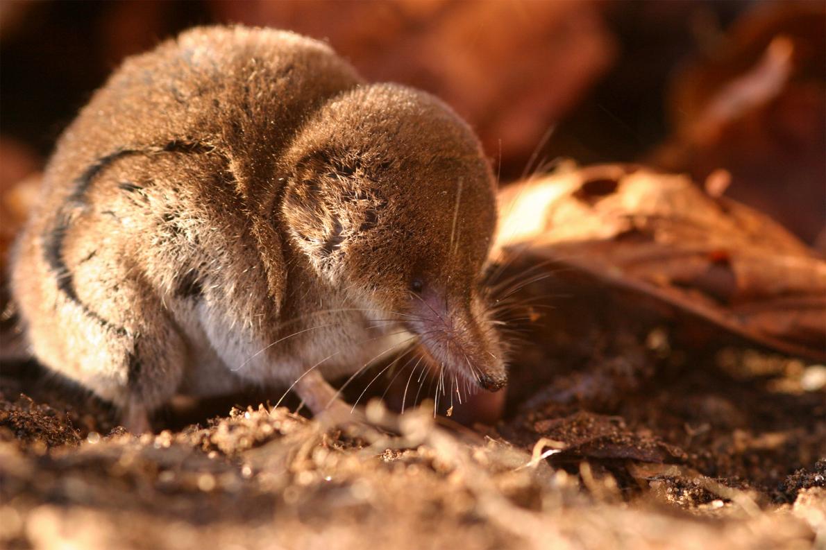 Small Wonder: What Are the World's Tiniest Animals?