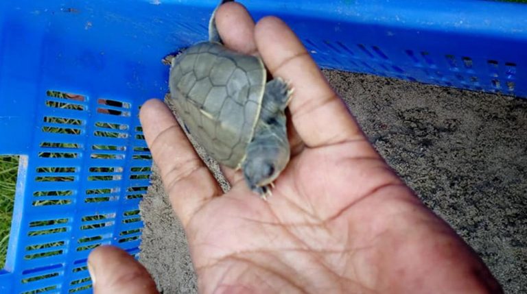 Rare ‘batagur Baska’ Hatched In Sundarban’s Karamjal 