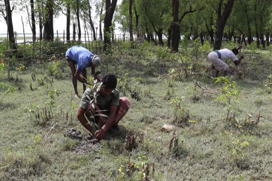 Govt afforests over 25,000 hectares of land in nearly three years