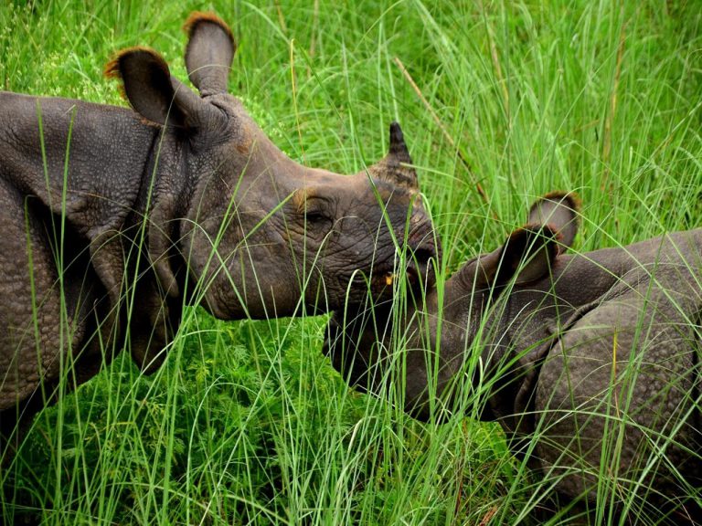 Rhino numbers recover, but new threats emerge