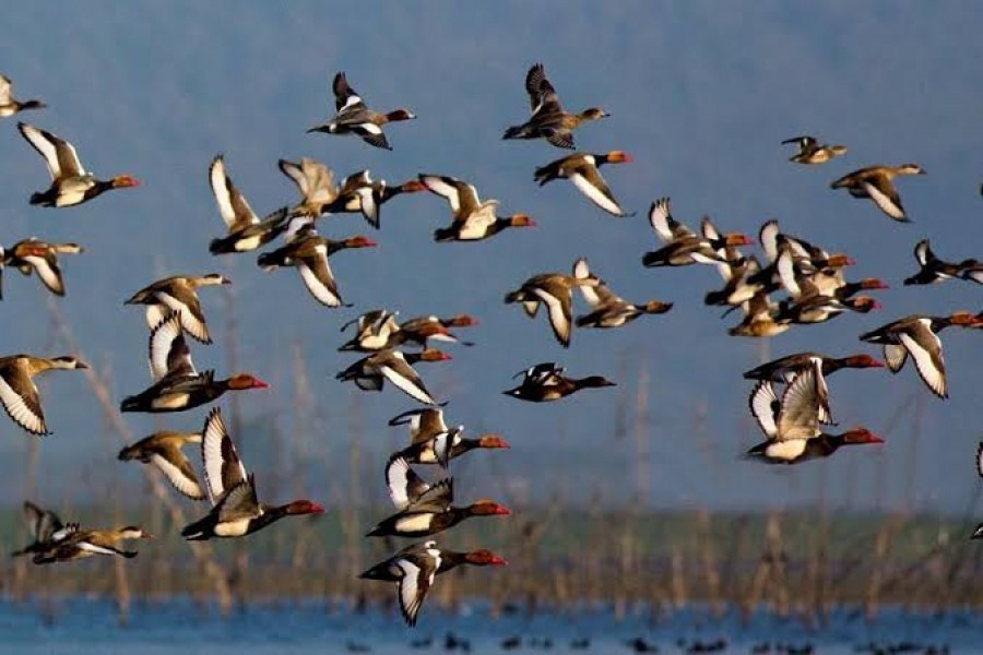 Saving the baffled migratory birds