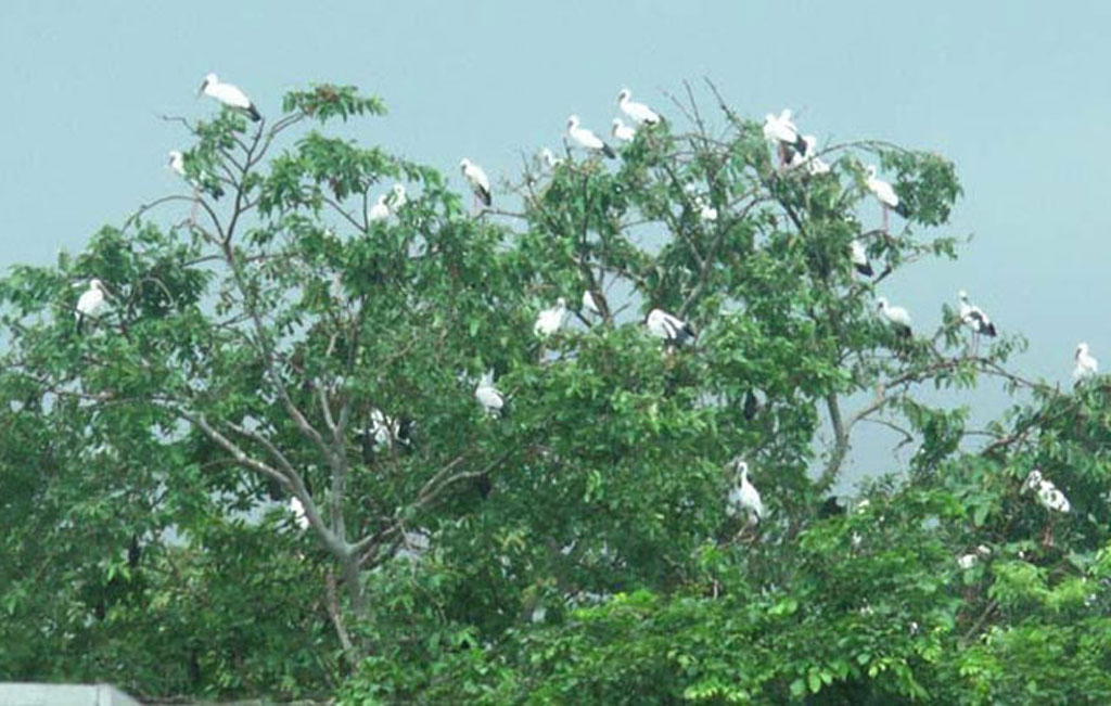 72 birds die eating pesticide-treated masakalai