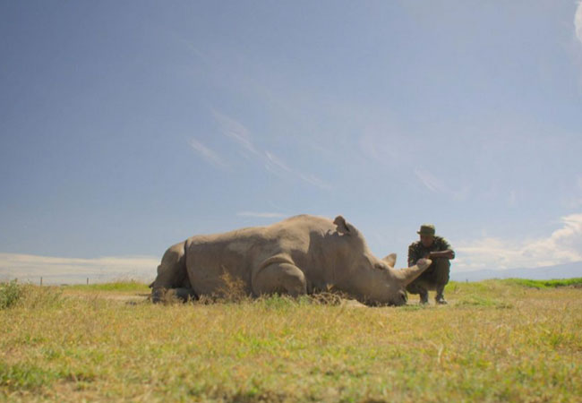 Read more about the article 30 Animals That Are Going Extinct, and Why It’s Happening….