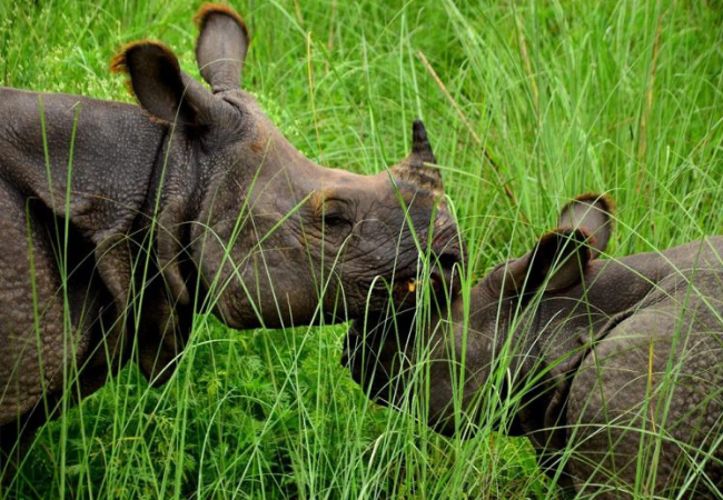You are currently viewing Rhino numbers recover, but new threats emerge