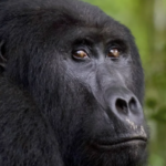 wildlife