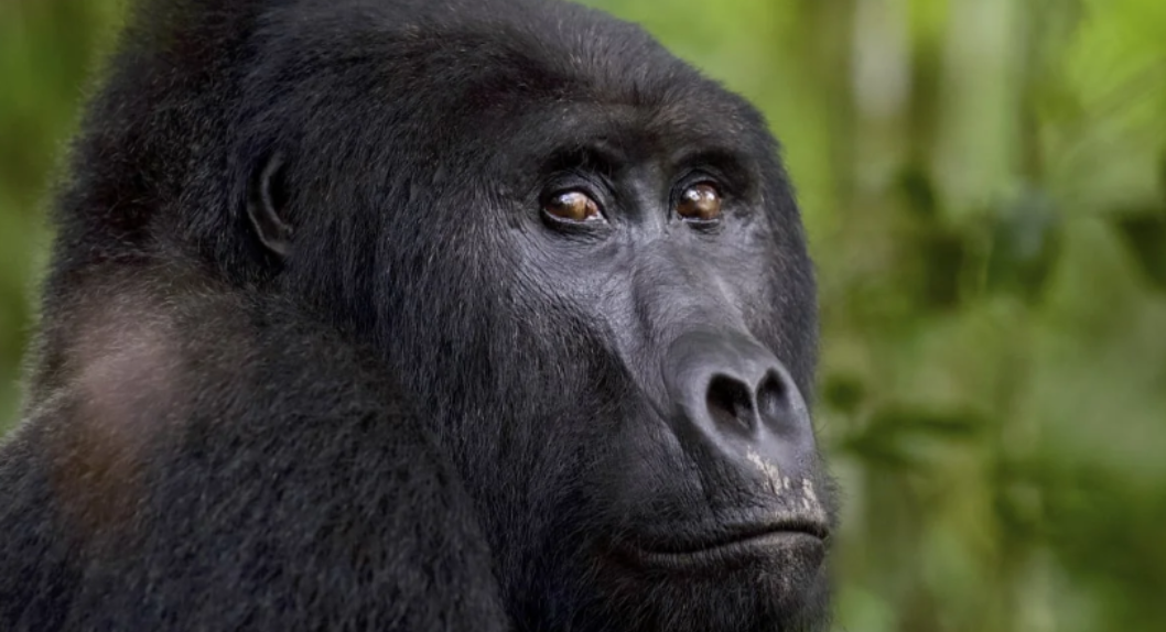 You are currently viewing Wildlife in ‘catastrophic decline’ due to human destruction, scientists warn