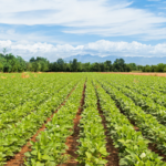 agriculture