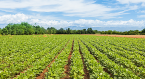 Read more about the article Revitalising Bangladesh’s agriculture sector