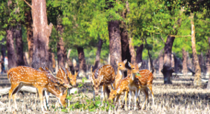 Read more about the article Sundarbans tourism businesses look for reopening