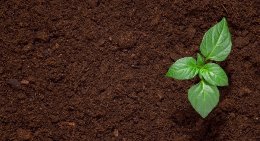 Read more about the article Bangladesh needs to better soil health for future food security