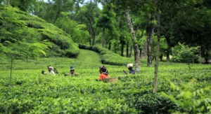 Read more about the article Eco-tourism: An opportunity for Bangladesh